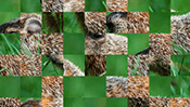 Groundhog Day Swap Puzzle
