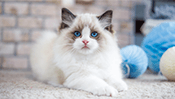 Cat Jigsaw Puzzle